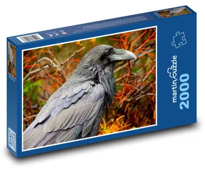 Obrázek produktu pro martinpuzzle - Puzzle 2000 - Havran - pták