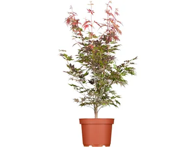 Produktbild von Acer palmatum 'Atropurpureum', Japanischer Ahorn, rotlaubig, 40–60 cm
