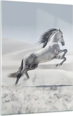 Produktbild von Bilder auf glas - Einteilig - Pferd Tier Natur - 50x70cm - Glasbilder - Wandbilder - Bilder - zum Aufhängen bereit - Wanddekoration aus Glas - Glas Bilder - Wandbild auf Glas - GPA50x70-3644