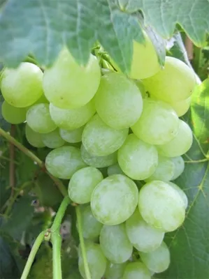 Produktbild von Vitis vinifera Müller Thurgau - Trauben mit einem leichtem Muskataroma