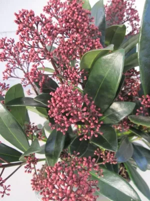 Produktbild von Skimmia japonica Rubella - Japanische Skimmie Rubella - 25-30cm