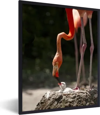 Produktbild von MuchoWow® MuchoWow® Gerahmtes Poster Flamingo füttert sein Küken 30x40 cm - Poster mit zchwarzem Bilderrahmen - Wanddeko - Kunstdrucke
