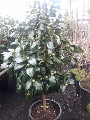 Produktbild von Camellia williamsii Jurys Yellow - Gelbblühende Kamelie Jurys Yellow