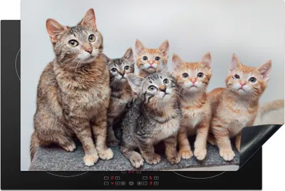 Produktbild von KitchenYeah© Herdabdeckplatte Katze - Kätzchen - Fell , 81x52cm, Küche Deko, Glaskeramikkochfeld Herdabdeckung, Abdeckplatte fùr Kochfeld