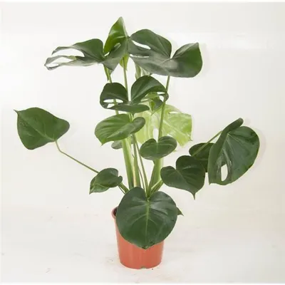 Produktbild von Monstera delicosa 50 cm - Köstliche Fensterblatt - Zimmerpflanze - bessere Raumluft - Grünpflanze