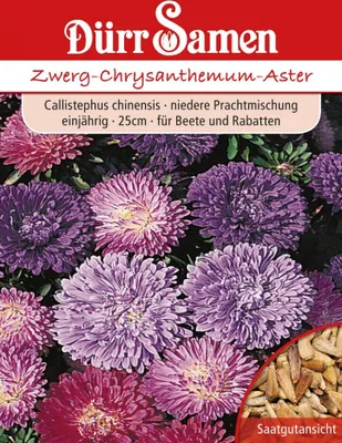 Produktbild von Zwerg-Chrysanthemum-Aster | Asternsamen von Dürr Samen