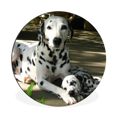 Produktbild von MuchoWow® Aluminium Wandkreis Hund in der Sonne mit seinem Welpen Ø 60 cm Wanddeko Modern Wohnzimmer - Wand Kreis - Wandbild - Schlafzimmer - Aluminium Bild - Kinderzimmer - Wohnzimmer Dekoration - Wandschmuck