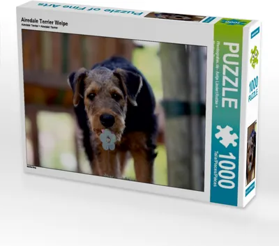 Produktbild von Calvendo Airedale Terrier Welpe 1000 Teile Puzzle quer 640x480mm, ; 7380791