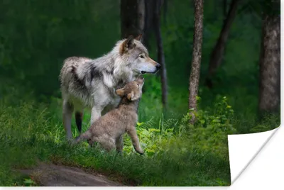Produktbild von MuchoWow® Poster Wolf - Baby - Wald 30x20 cm - Plakate - Print