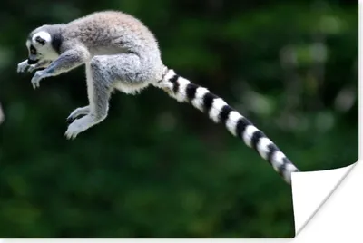 Produktbild von MuchoWow® Poster Affe - Ringschwanzlemur - Wald 180x120 cm - Fotoplakat
