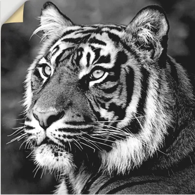 Produktbild von ARTland Wandbild, selbstklebend Tiger Größe: 40x40 cm