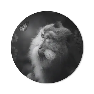 Produktbild von MuchoWow® Mauspad Mousepad Schmetterling - Affe - Natur - Schwarz - Weiß 30x30 cm - Mousepads - Maus Mat - Pad - Mausunterlage - Tischunterlage - Schreibtischmatten