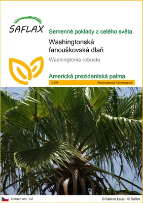 Obrázek produktu pro SAFLAX - Washingtonská fanouškovská dlaň - Washingtonia robusta - 12 Semena