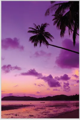Produktbild von Wallario Wandbild Sonnenuntergang unter Palmen  Himmel in lila und orange, Größe: 61 x 91,50 cm, Poster mit weißem Aluminiumrahmen