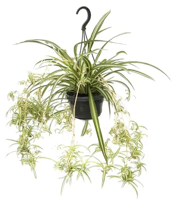 Zdjęcie produktu dla Chlorophytum Comosum Variegatum - 45-55cm - Ø14cm - Roślina doniczkowa - Zimozielony
