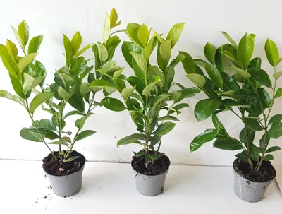 Produktbild von 20 großblättrige Kirschlorbeer 60-70 cm – Immergrüne Heckenpflanzen - Prunus laurocerasus Rotundifolia