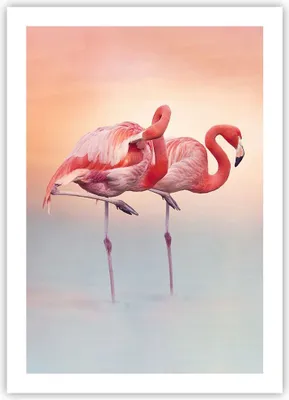 Produktbild von Poster - Poster ohne Rahmen - Flamingos Exotik Vögel - 50x70 cm - Wand Bild - Wanddeko - Wandbilder - Kunstposter - Wandposter - Bilder - Kunstdruck - Wanddekoration - Wandbild - P2XPA50x70-5044