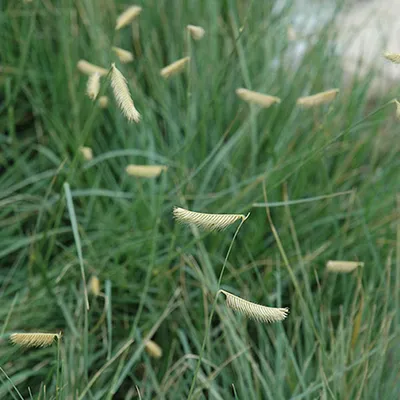 Produktbild von 6 x Muskietengras - Bouteloua gracilis | Topf 9cm x 9cm