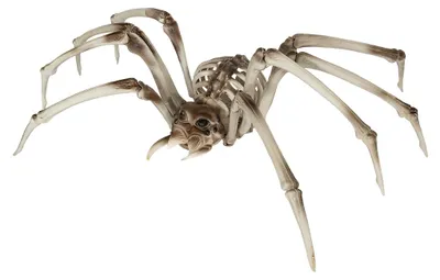 Produktbild von Riesige Skelett Tarantel Deko 82cm