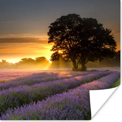 Produktbild von MuchoWow® Poster Maifeld-Lavendelfelder bei nebligem Sonnenaufgang 50x50 cm - Wohnzimmerdekoration