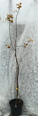 Image de Malus sylvestris MSY 901 ( De semis) / Pommier sylvestre