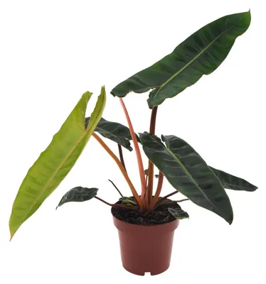 Produktbild von Philodendron Billietiae - 25cm - Ø12cm - Zimmerpflanze - Immergrün