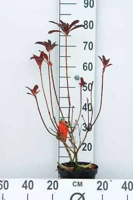 Obrázek produktu pro Azalea mollis červená - Japonská azalka 40 - 50 cm - Kontejnerová rostlina
