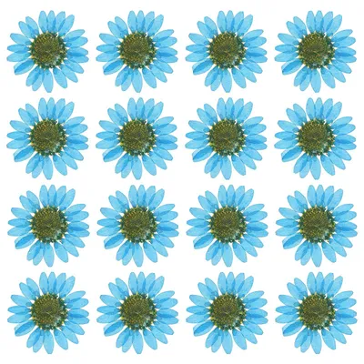 48 getrocknete gepresste Gänseblümchen, 2,5–3,5 cm, blau