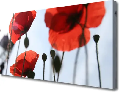 Produktbild von Tulup Leinwand-Bilder 100x50 Wandbild Canvas Kunstdruck Mohnblumen Pflanzen