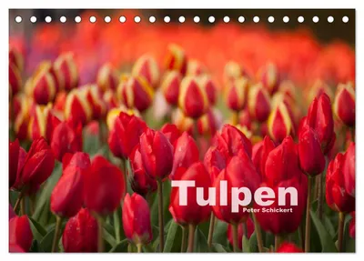 Produktbild von Tulpen (Tischkalender 2027 DIN A5 quer), CALVENDO Monatskalender