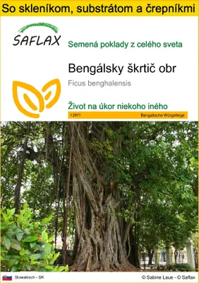 Obrázok produktu pre SAFLAX Kultivačný set - Bengálsky škrtič obr - Ficus benghalensis - 20 Semená - S mini skleníkom, pestovateľským substrátom a 2 črepníkmi