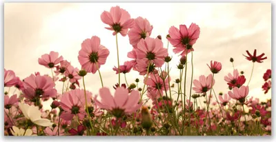 Imagen del producto de Cuadros decorativos en lienzo, 140x70 cm, impresión artística en lienzo, motivos de flores y plantas