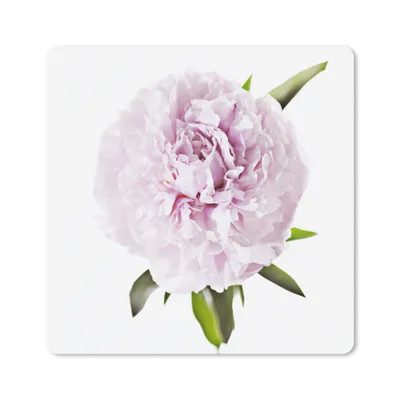 Produktbild von MuchoWow® Mauspad Mousepad Draufsicht auf eine rosa Pfingstrose 30x30 cm - Mousepads - Maus Mat - Pad - Mausunterlage - Gaming