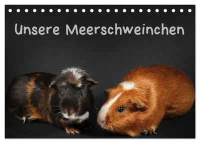 Produktbild von Unsere Meerschweinchen (Tischkalender 2027 DIN A5 quer), CALVENDO Monatskalender