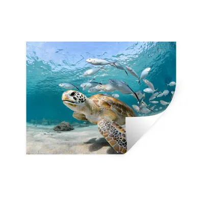Produktbild von MuchoWow® Wandtattoo Wandsticker Wandaufkleber Schildkröte - Fisch - Meer 160x120 cm Selbstklebend und Repositionierbar - Selbstklebend - Fototapeten