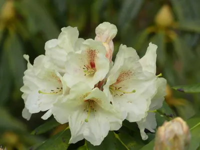 Produktbild von Rhododendron Hybride Goldbukett - Grossblumige Alpenrose 40 - 50 cm