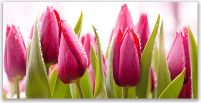 Produktbild von Tulup Leinwand-Bilder 140x70 Wandbild Canvas Kunstdruck Tulpen Pflanzen