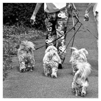 Produktbild von Hundeleinen, 4-in-1 Nylon-Zugseil für Hunde und Katzen im Freien (4-Wege, Schwarz)