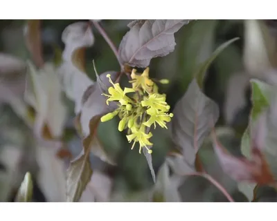 Produktbild von Amerikanische Weigelie FloraSelf Diervilla splendens 'Diva' H 30-50 cm Co 6 L