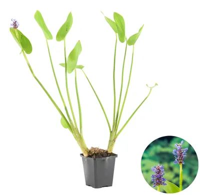 Zdjęcie produktu dla Bloomique - Pontederia Cordata - Hiacynt błotny - Pickerelweed - Rośliny do oczek wodnych - Rośliny wodne - Odporne na zimę - 10-20 cm wysokości - Doniczka 9 cm