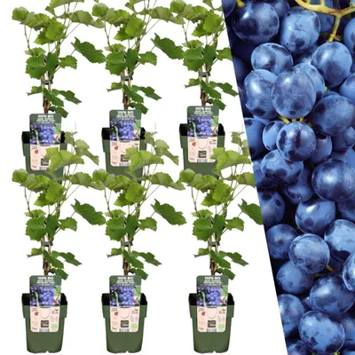 Produktbild von Plants by Frank | 6 Heidelbeerpflanzen 100% Biologisch | Vaccinium Corymbosum | Beerenstrauch | Obstgarten | Gemüsegarten | Gartenpflanzen