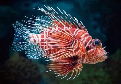 Produktbild von 3 D Ansichtskarte Rotfeuerfisch, Fische Meerstiere Ozean Postkarte Wackelkarte Hologrammkarte Tiere