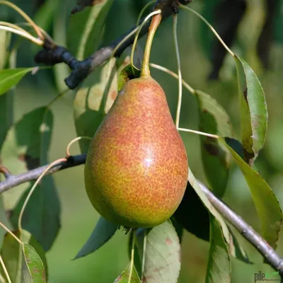 Produktbild von Terrassenobst Birne Kleinobst Balkon Terrasse Birnenbaum Obstbaum viele Sorten, Terrassenobst:Birne Gute Luise