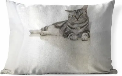 Produktbild von MuchoWow® Outdoor Kissen - Katze - Grau - Tier - Mädchen - Kinder - Jungen - Kind - 60x40 cm - Wetterfest - Lounge Kissen - Zierkissen - Kissen für Innenräume