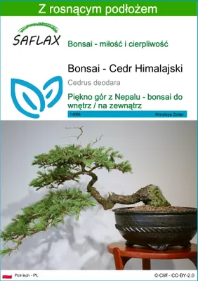 Zdjęcie produktu dla SAFLAX - Bonsai - Cedr Himalajski - 35 Nasiona - Z podłożem uprawowym wolnym od zarazków - Cedrus deodara