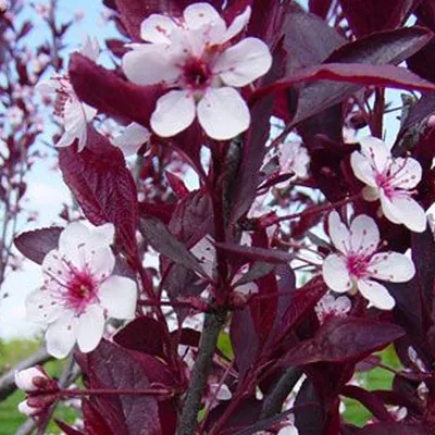 Obrázek produktu pro Zakrslá krvavá švestka - Prunus cistena | 60-80 cm v kontejneru