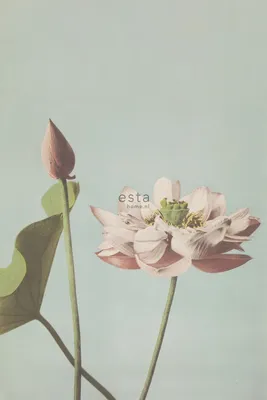 Obrázek produktu pro ESTAhome Fototapeta Lotusblume Altrosa 186 x 279 cm