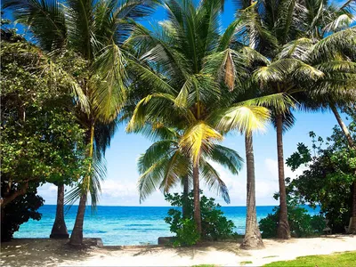 Image de Sanders & Sanders papier peint panoramique paysage tropical avec des palmiers vert et bleu 375 x 270 cm