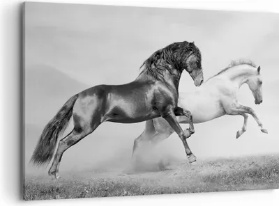 Produktbild von Bild auf Leinwand - Leinwandbild - Pferde Tiere Galopp Wiese - 120x80cm - Wand Bild - Wanddeko - Leinwanddruck - Bilder - Kunstdruck - Wanddekoration - Leinwand bilder - Wandkunst - AA120x80-2683