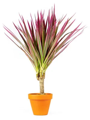 Obrázok produktu pre Gardners Dracaena marginata Bicolor, priemer 11 cm